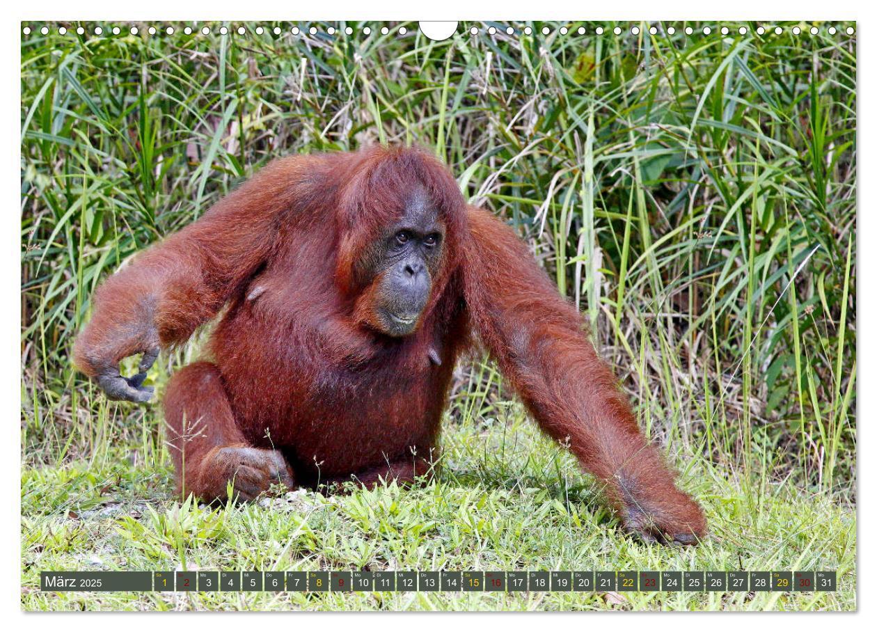 Bild: 9783435361502 | Waldmenschen - Orang Utans auf Borneo (Wandkalender 2025 DIN A3...