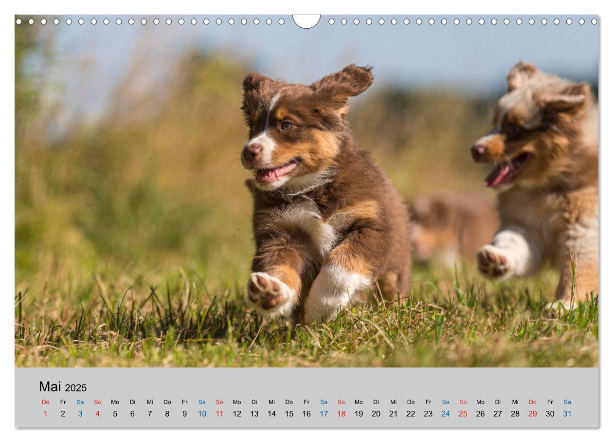 Bild: 9783435151035 | Australian Shepherd Welpen 2025 (Wandkalender 2025 DIN A3 quer),...