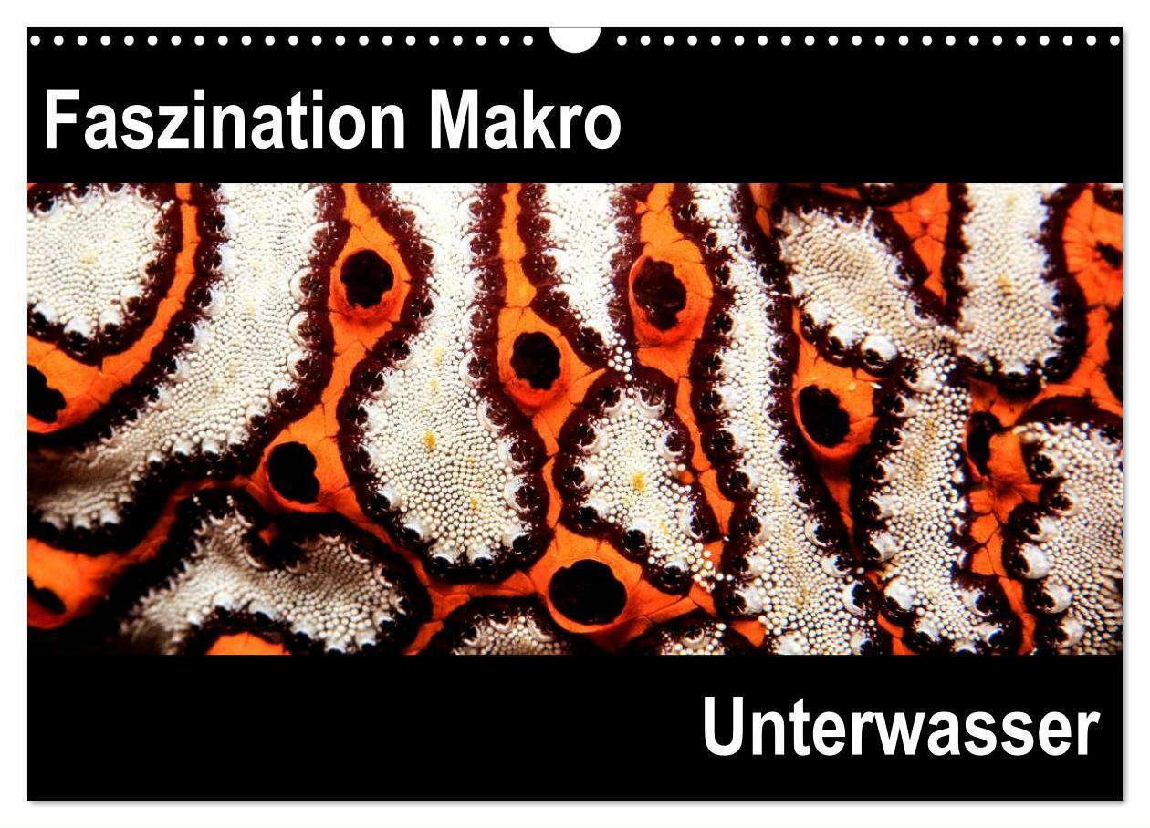 Cover: 9783383484810 | Faszination Makro Unterwasser (Wandkalender 2024 DIN A3 quer),...