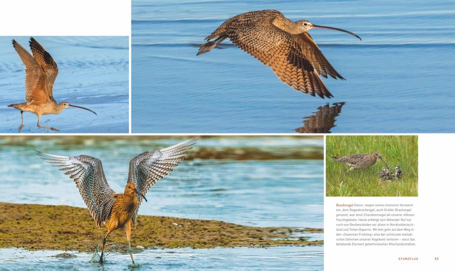 Bild: 9783954162734 | Unsere einzigartige Vogelwelt | Peter Berthold | Buch | 224 S. | 2018