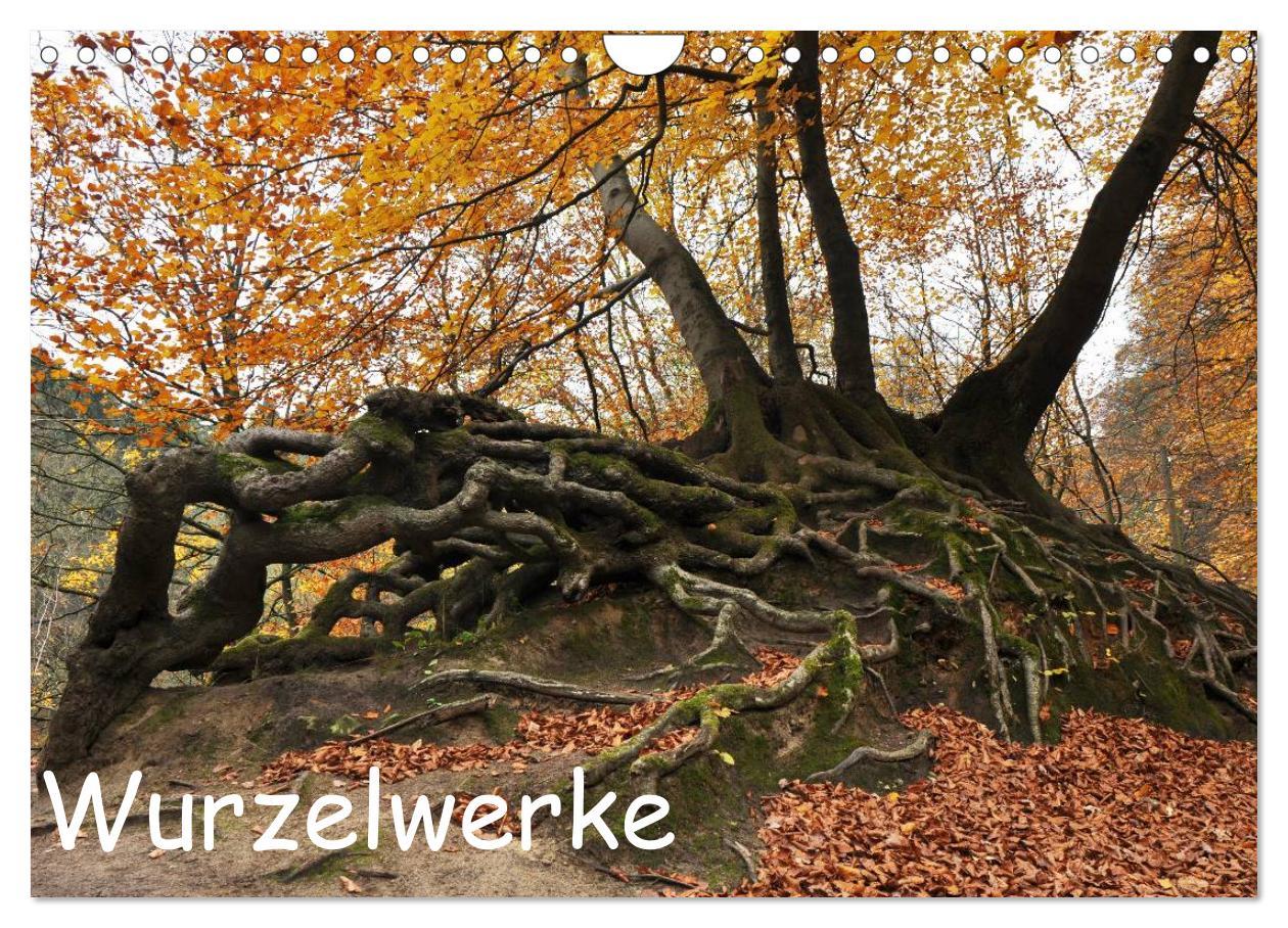 Cover: 9783435837137 | Wurzelwerke (Wandkalender 2025 DIN A4 quer), CALVENDO Monatskalender