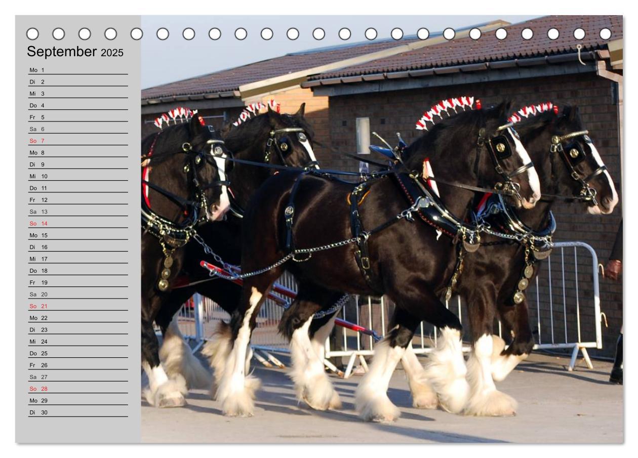 Bild: 9783435534067 | Das Shire Horse. Impressionen (Tischkalender 2025 DIN A5 quer),...