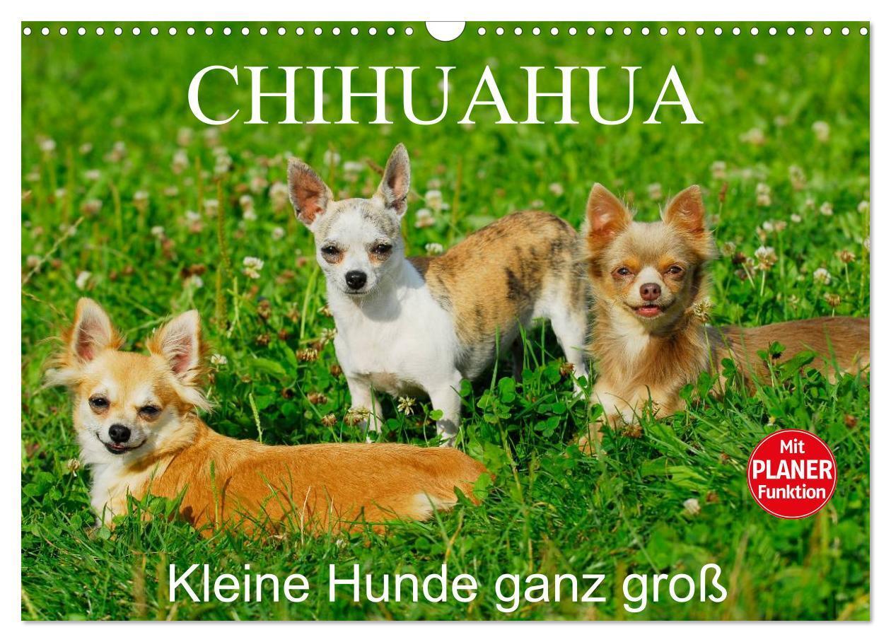 Cover: 9783675581708 | Chihuahua - Kleine Hunde ganz groß (Wandkalender 2024 DIN A3 quer),...