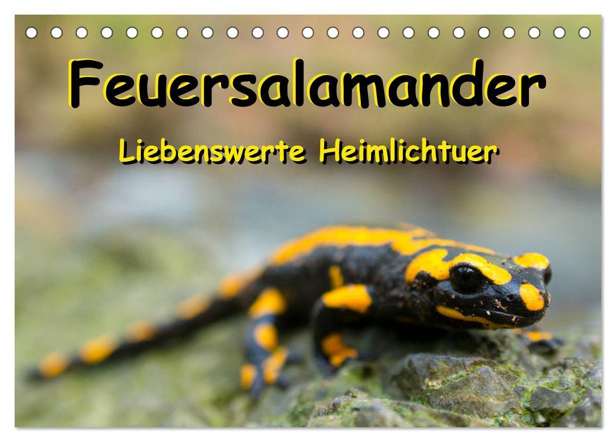 Cover: 9783675835399 | Feuersalamander - Liebenswerte Heimlichtuer (Tischkalender 2024 DIN...