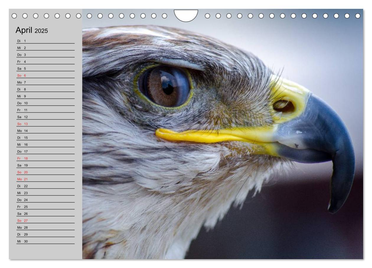 Bild: 9783435549535 | Falken und Greifvögel - Edle Jäger (Wandkalender 2025 DIN A4 quer),...