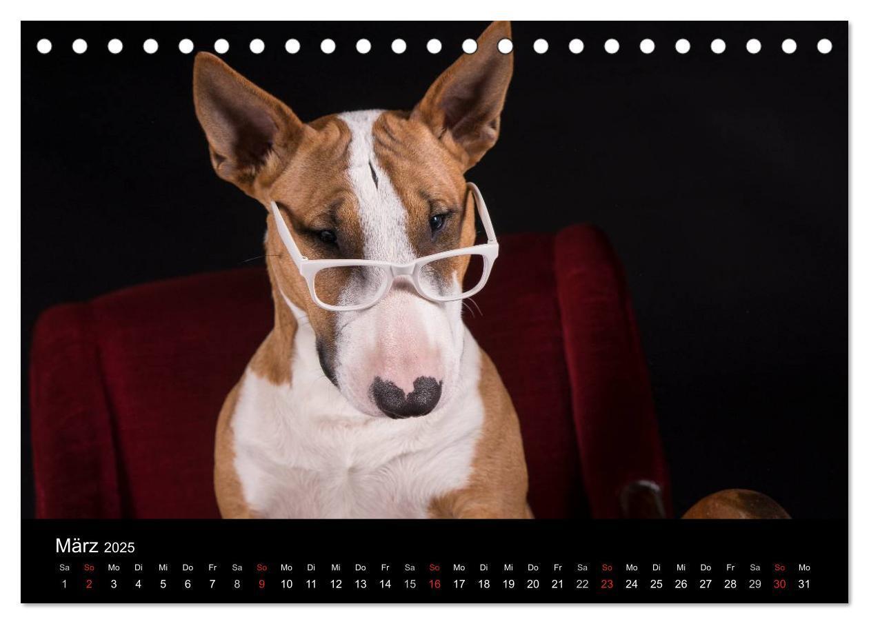 Bild: 9783435557431 | Bullterrier (Tischkalender 2025 DIN A5 quer), CALVENDO Monatskalender