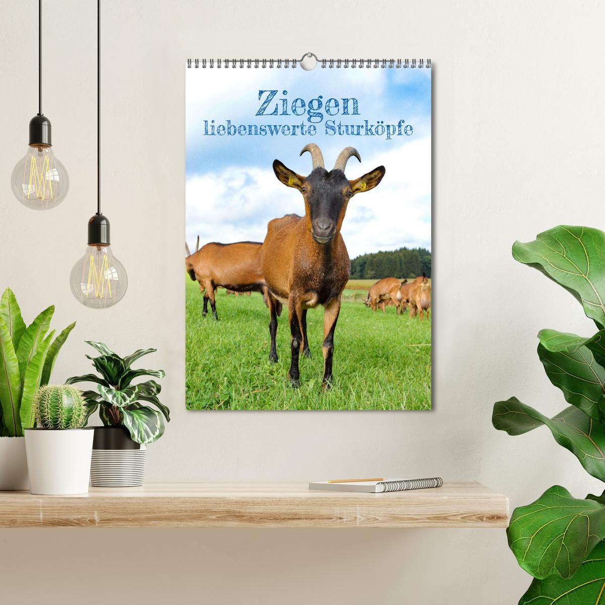 Bild: 9783435925018 | Ziegen - liebenswerte Sturköpfe (Wandkalender 2025 DIN A3 hoch),...