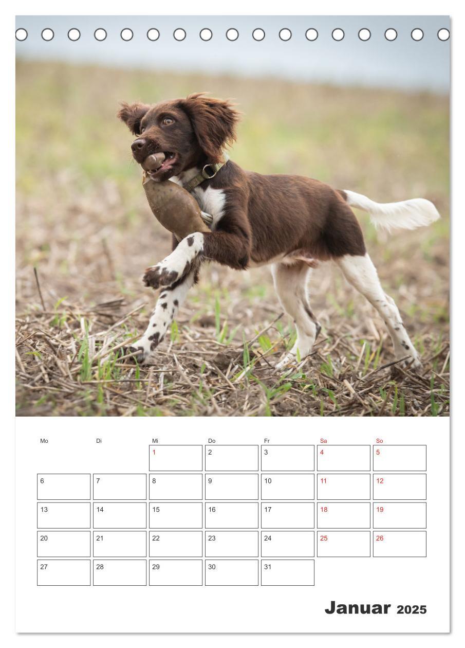 Bild: 9783457163429 | Geboren um zu Jagen. Der kleine Münsterländer (Tischkalender 2025...