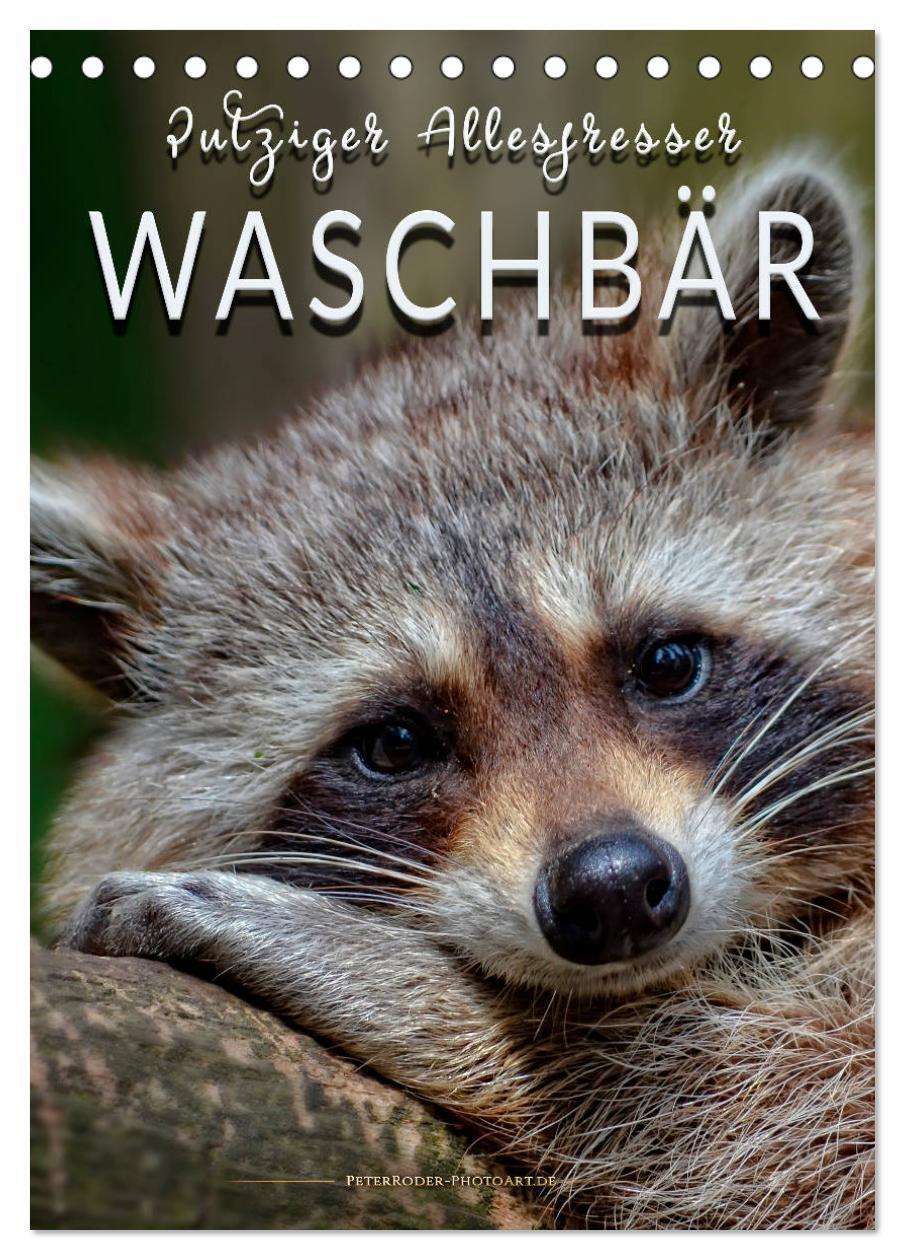 Cover: 9783383035777 | Waschbär - putziger Allesfresser (Tischkalender 2024 DIN A5 hoch),...