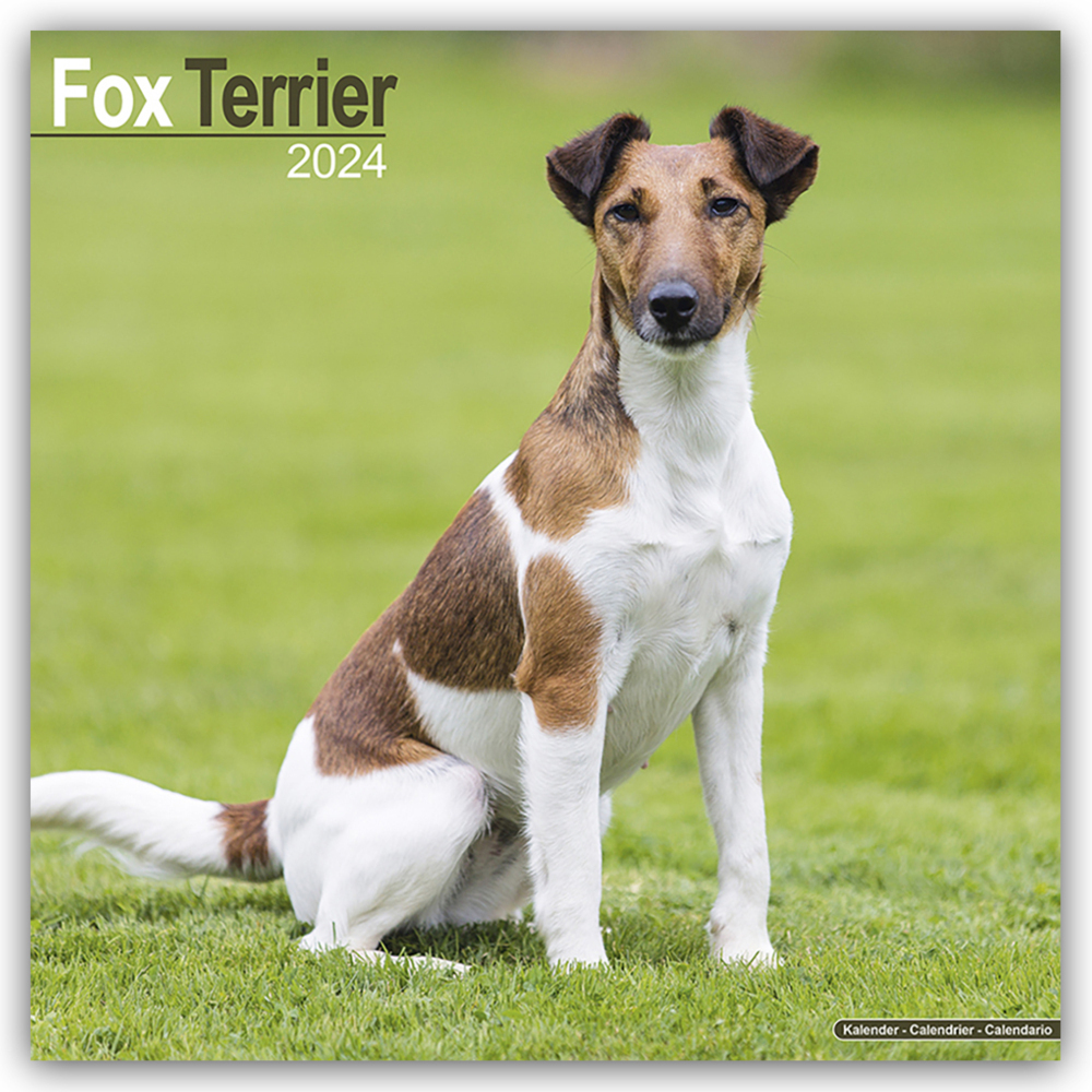 Cover: 9781804600443 | Fox Terrier - Foxterrier 2024 - 16-Monatskalender | Ltd | Kalender