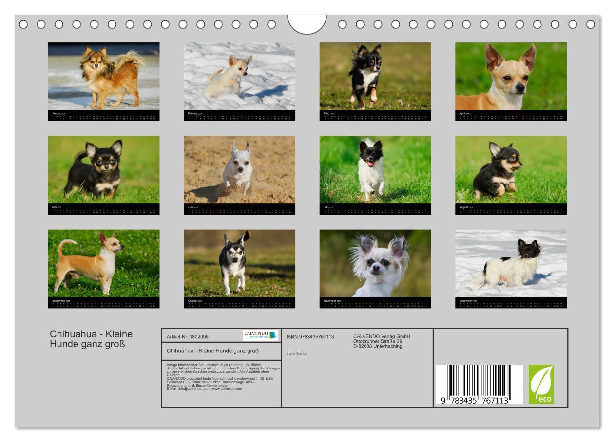 Bild: 9783435767113 | Chihuahua - Kleine Hunde ganz groß (Wandkalender 2025 DIN A4 quer),...