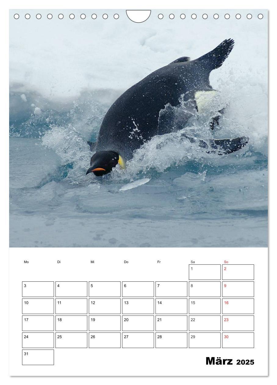 Bild: 9783457035726 | Pinguine. Familienglück im Eis (Wandkalender 2025 DIN A4 hoch),...