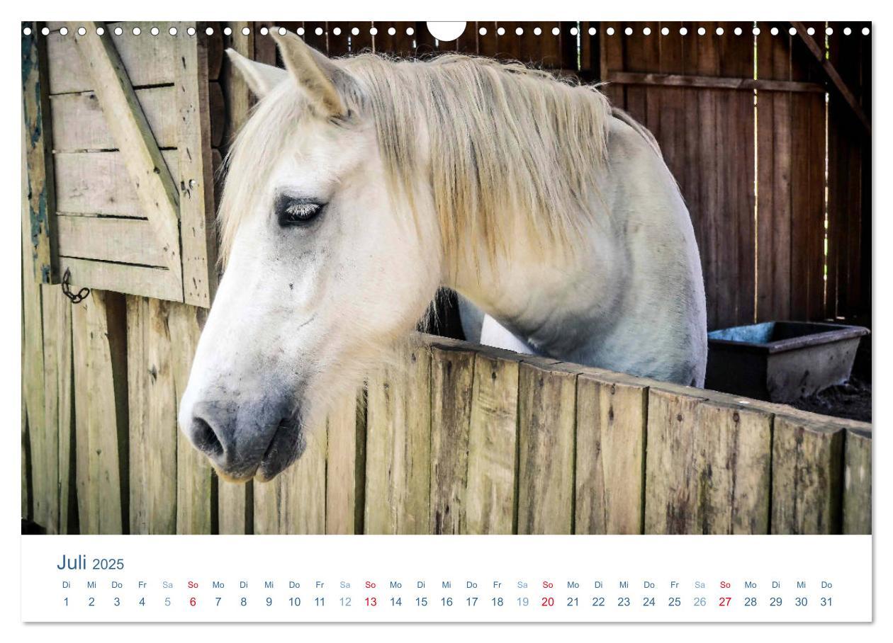 Bild: 9783435494064 | Tierisches Leben auf dem Bauernhof 2025 (Wandkalender 2025 DIN A3...