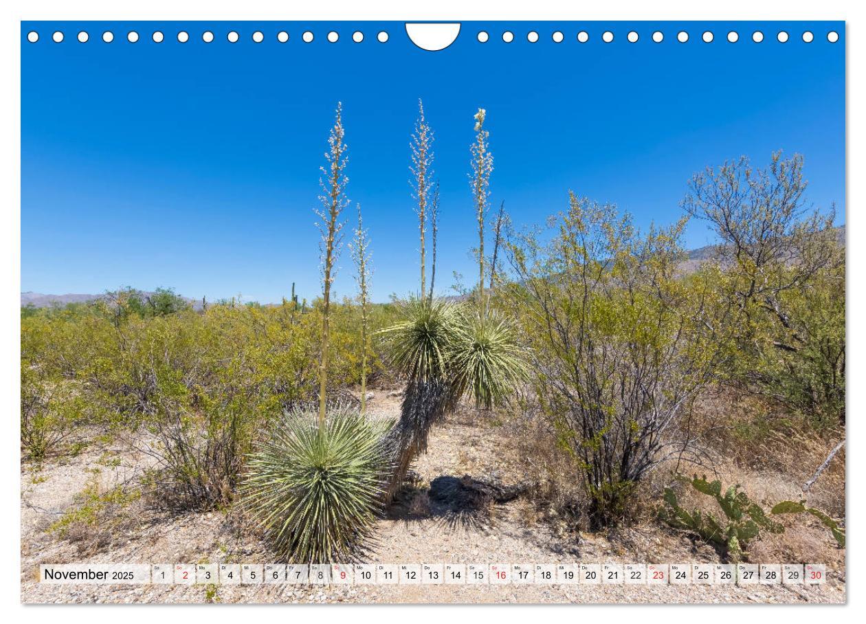 Bild: 9783435203079 | SAGUARO NATIONAL PARK Heimat des Saguaro-Kaktus (Wandkalender 2025...