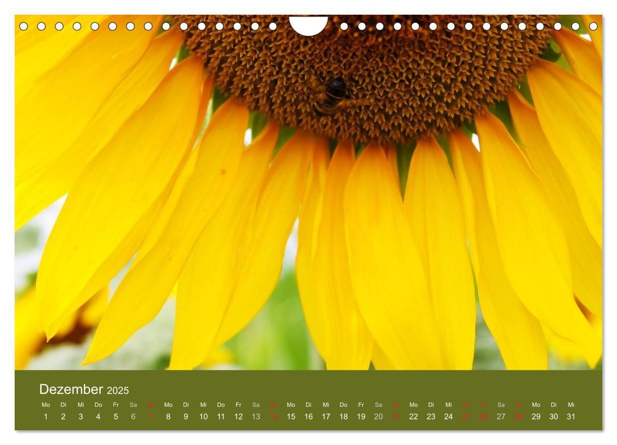 Bild: 9783435800209 | Sonnenblumen - die Blumen der Lebensfreude (Wandkalender 2025 DIN...