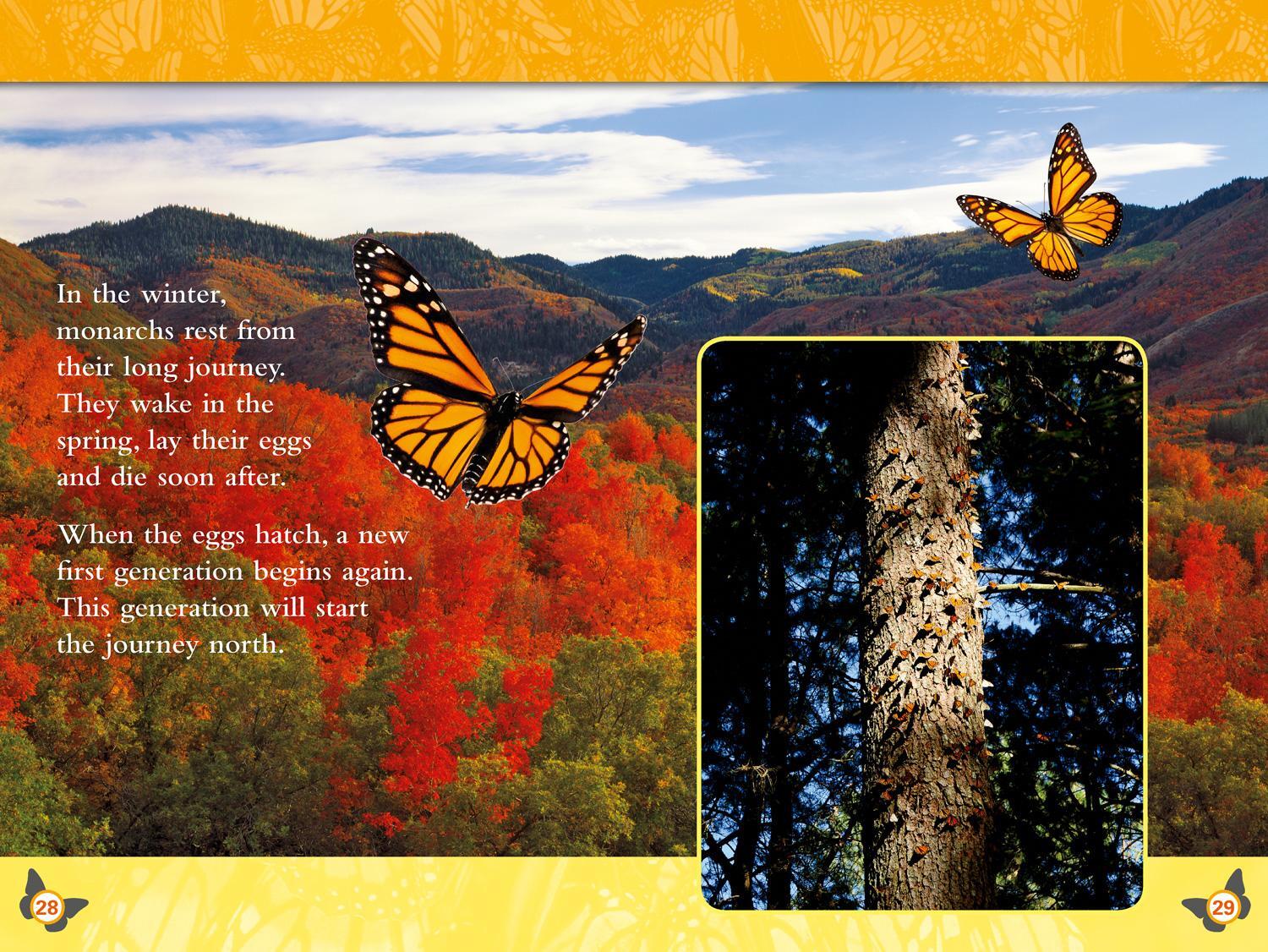 Bild: 9780008266783 | Butterflies | Level 4 | Laura Marsh (u. a.) | Taschenbuch | Englisch