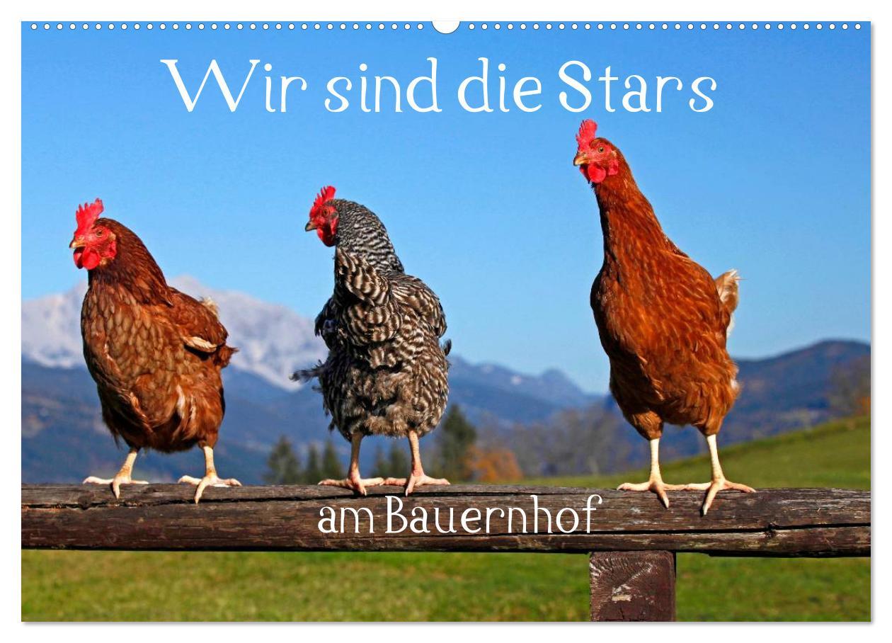 Cover: 9783435492770 | Wir sind die Stars am Bauernhof (Wandkalender 2025 DIN A2 quer),...