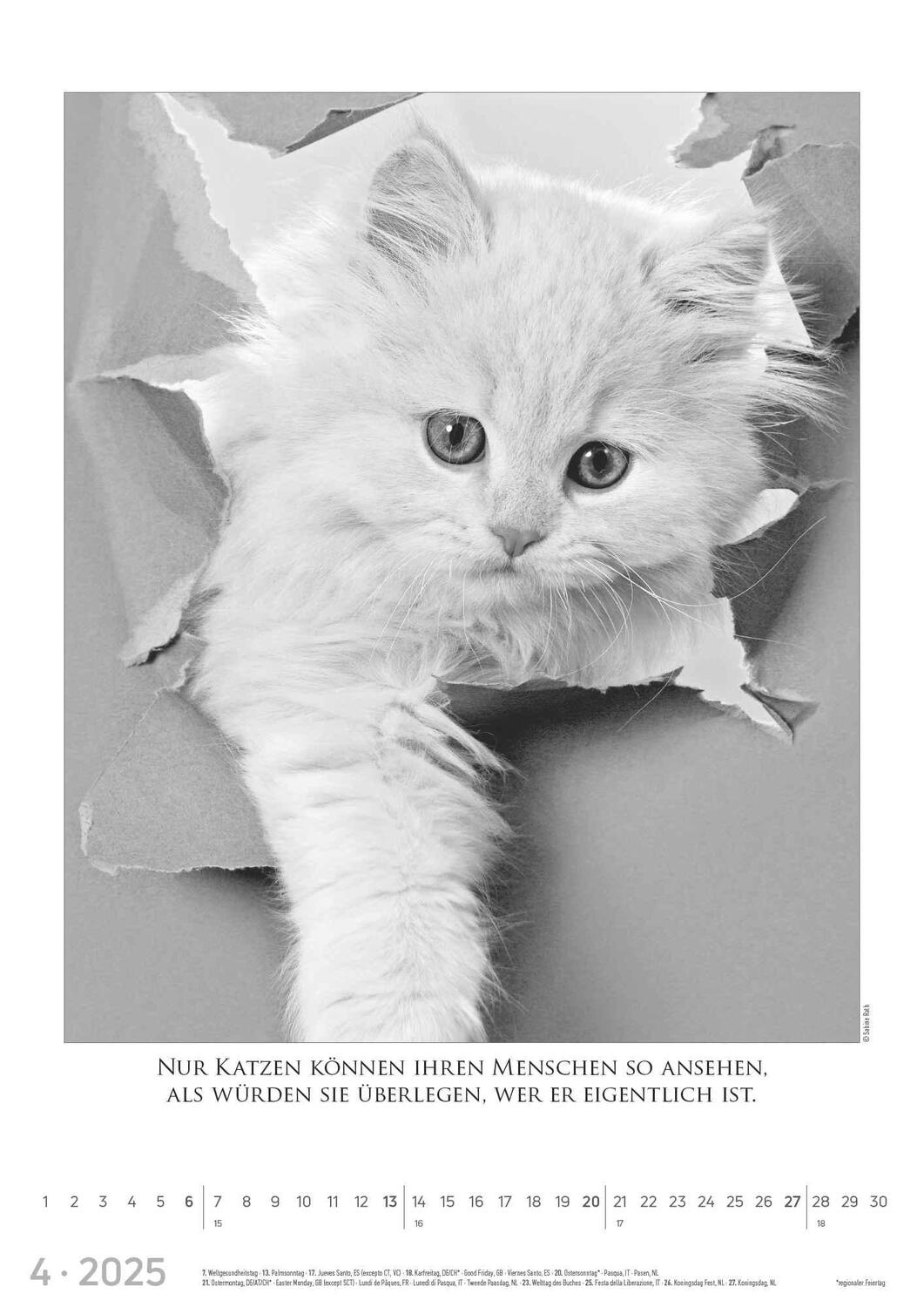 Bild: 4251732342067 | Der große poetische Katzenkalender 2025 - Bildkalender A3 (29,7x42...