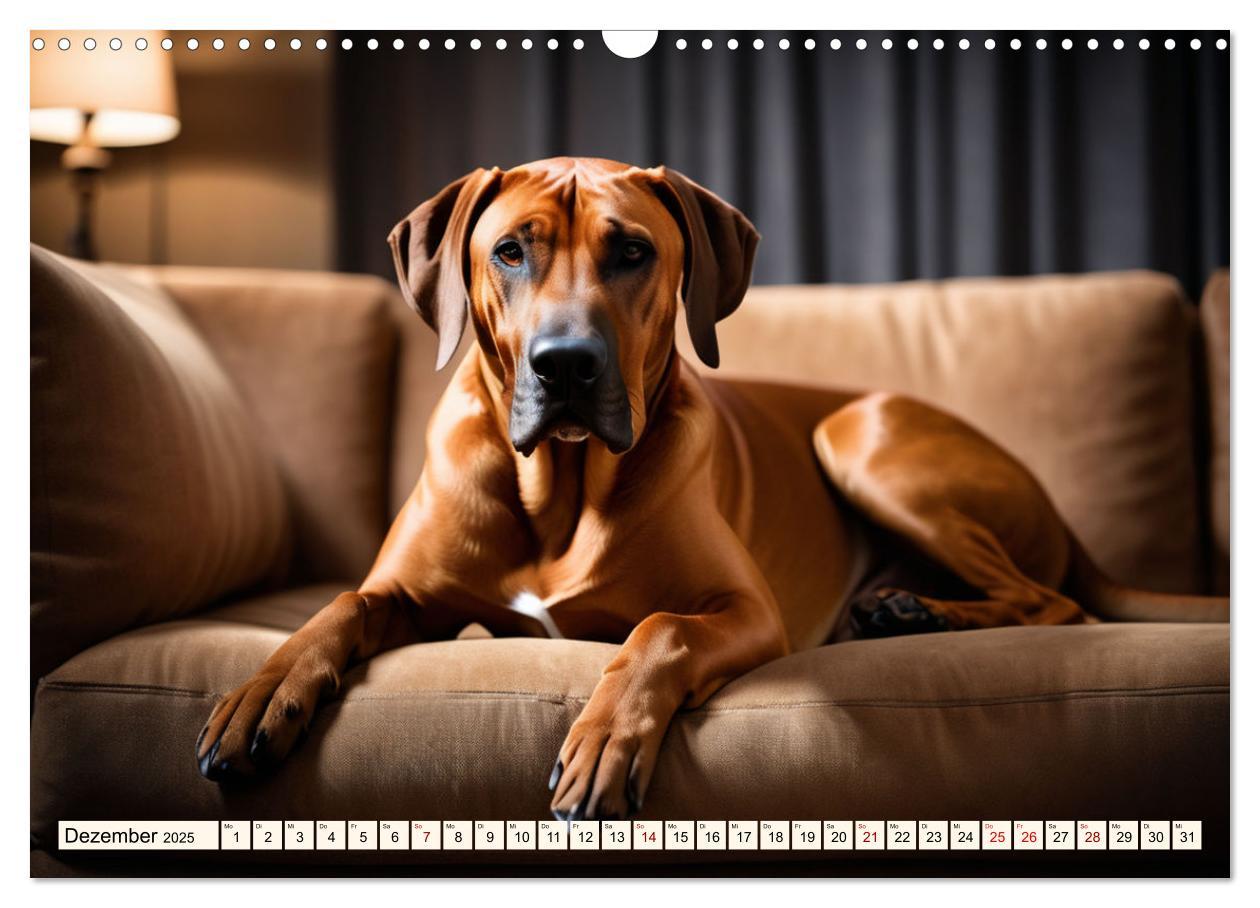 Bild: 9783457146064 | Rhodesian Ridgeback - Athlet mit Rückenkamm (Wandkalender 2025 DIN...