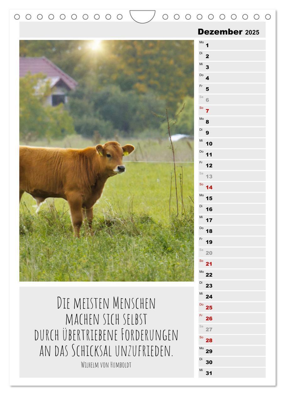 Bild: 9783435894338 | Coole Rindviecher (Wandkalender 2025 DIN A4 hoch), CALVENDO...