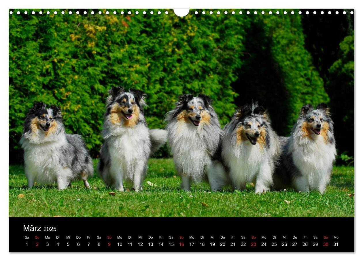 Bild: 9783435768226 | Sheltie 2025 (Wandkalender 2025 DIN A3 quer), CALVENDO Monatskalender