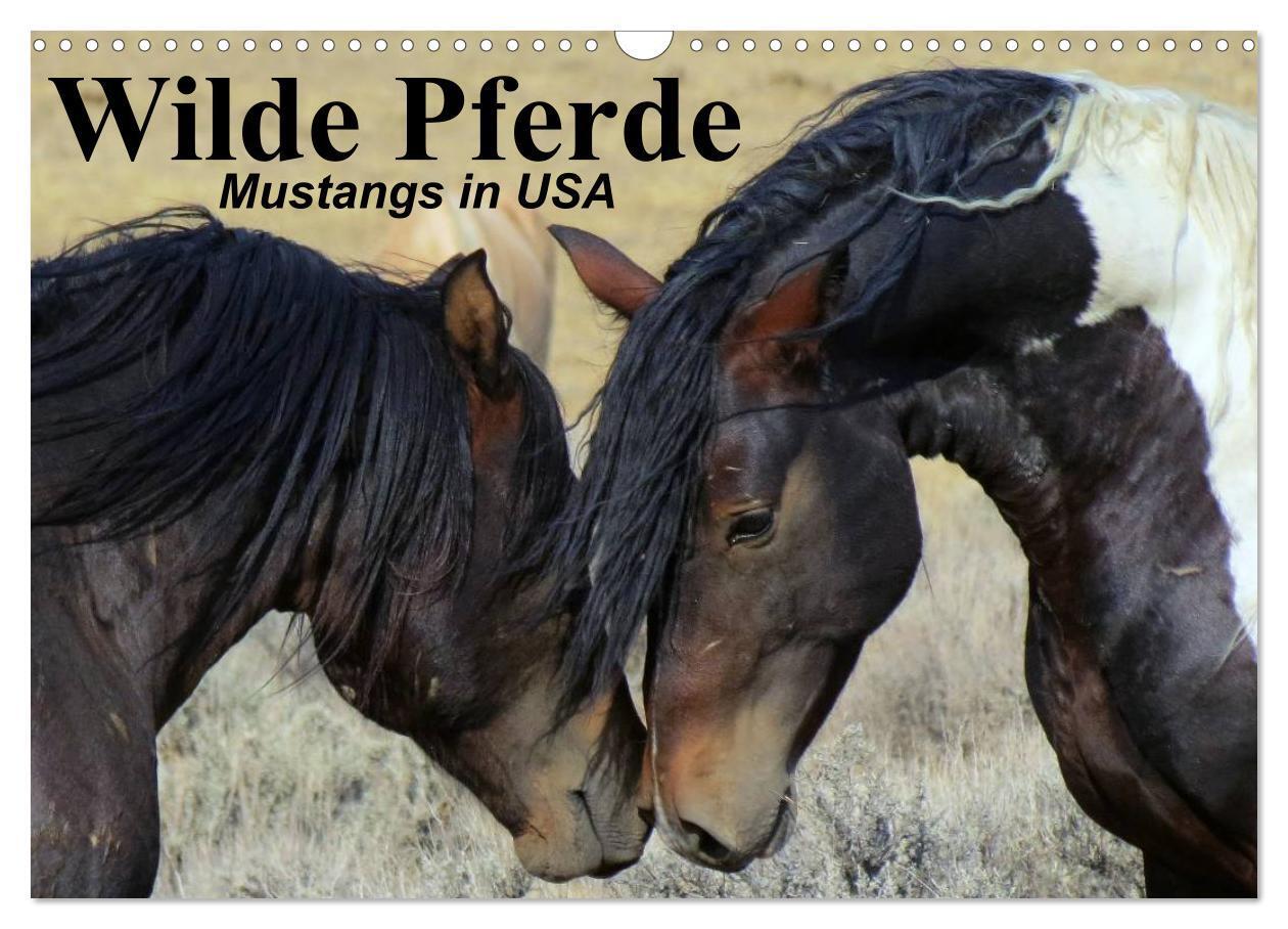 Cover: 9783675441590 | Wilde Pferde ¿ Mustangs in USA (Wandkalender 2024 DIN A3 quer),...