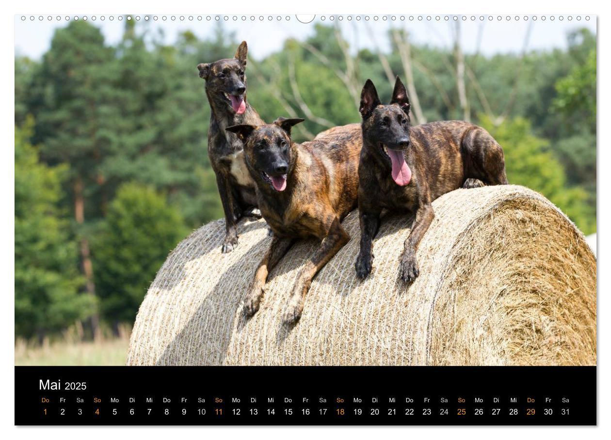 Bild: 9783435686681 | Holländischer Schäferhund (Wandkalender 2025 DIN A2 quer), CALVENDO...