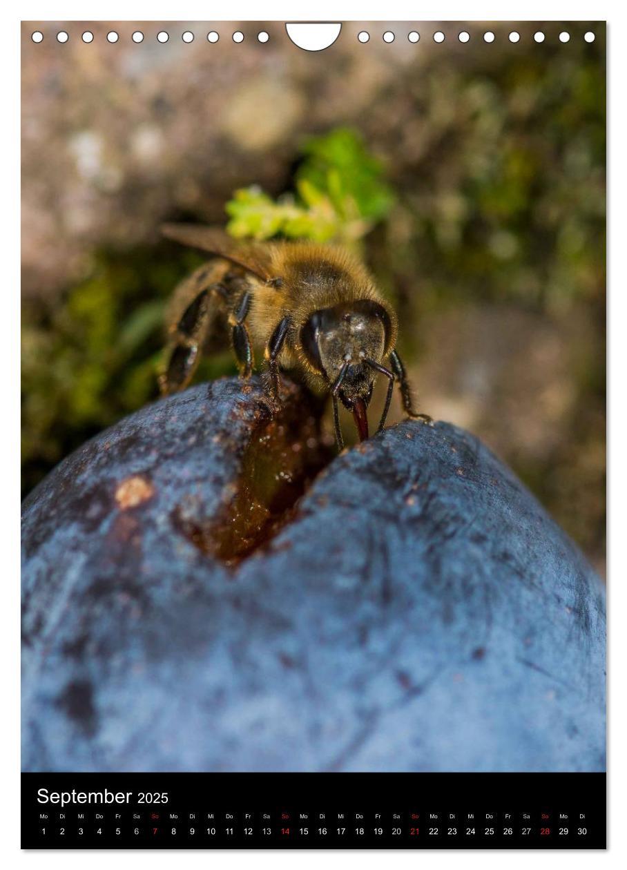 Bild: 9783457052723 | Bienenkalender (Wandkalender 2025 DIN A4 hoch), CALVENDO...