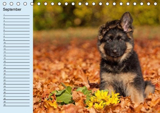 Bild: 9783660367836 | Der Schäferhunde-Geburtstagskalender (Tischkalender immerwährend...