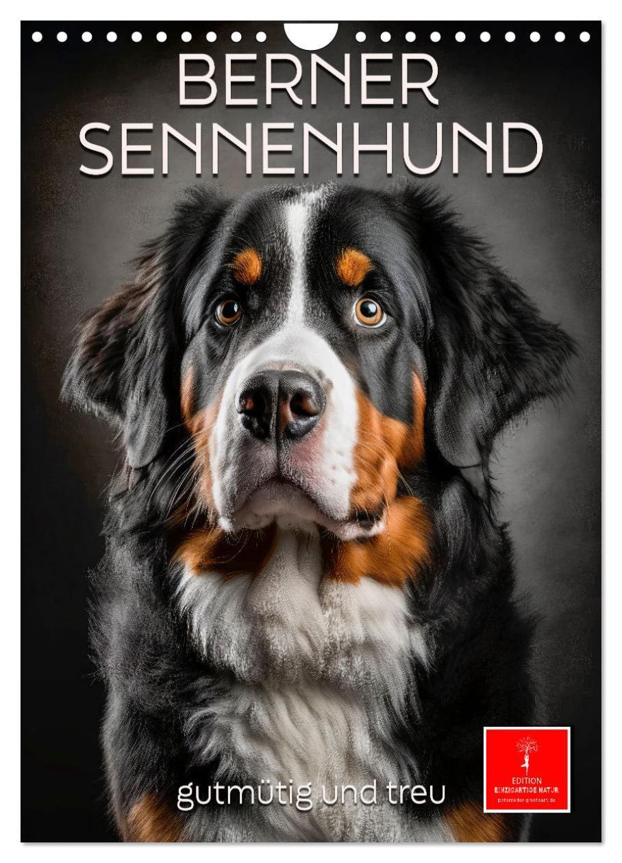 Cover: 9783675434868 | Berner Sennenhund - gutmütig und treu (Wandkalender 2024 DIN A4...