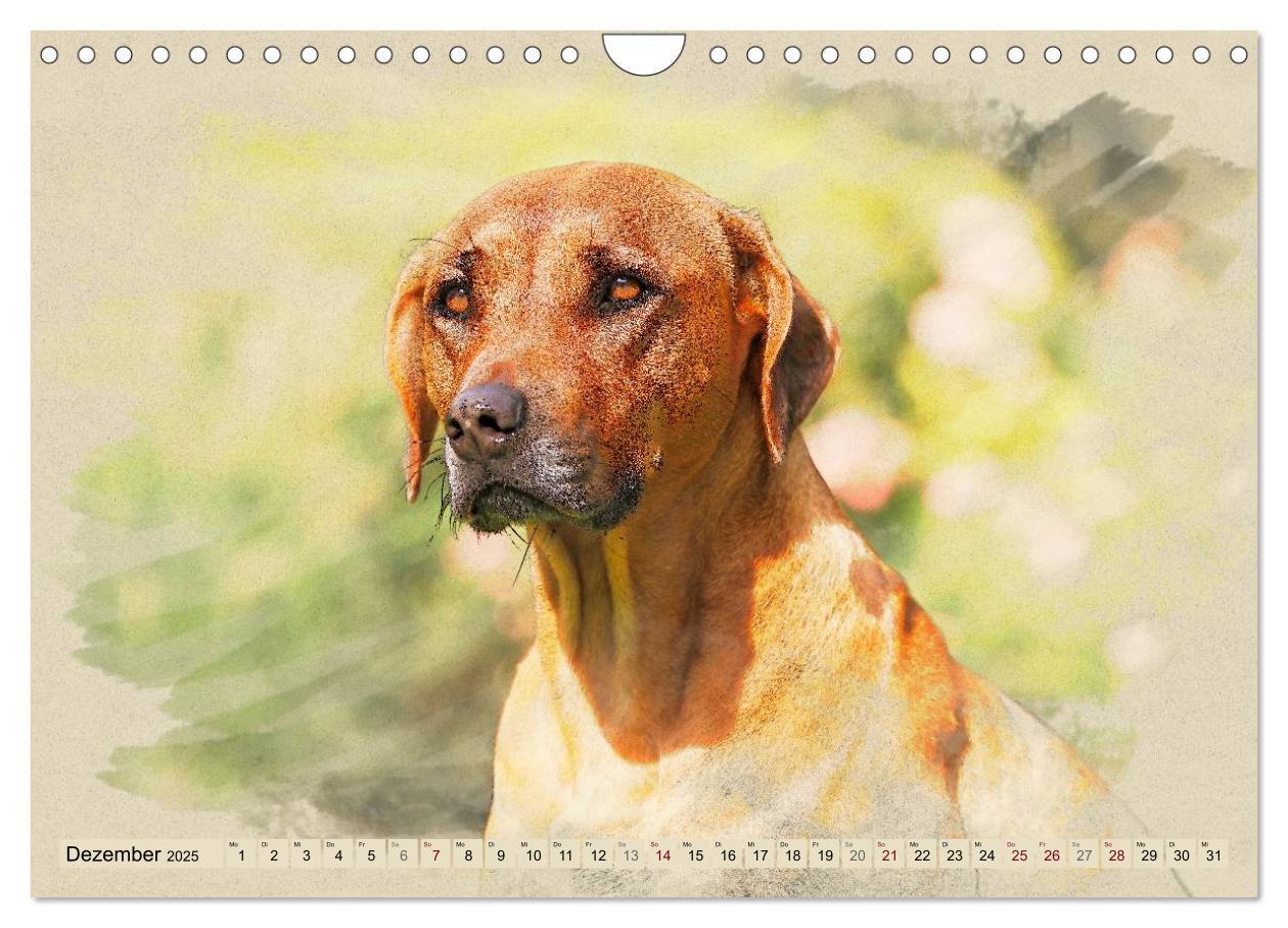 Bild: 9783435705627 | Rhodesian Ridgeback 2025 (Wandkalender 2025 DIN A4 quer), CALVENDO...