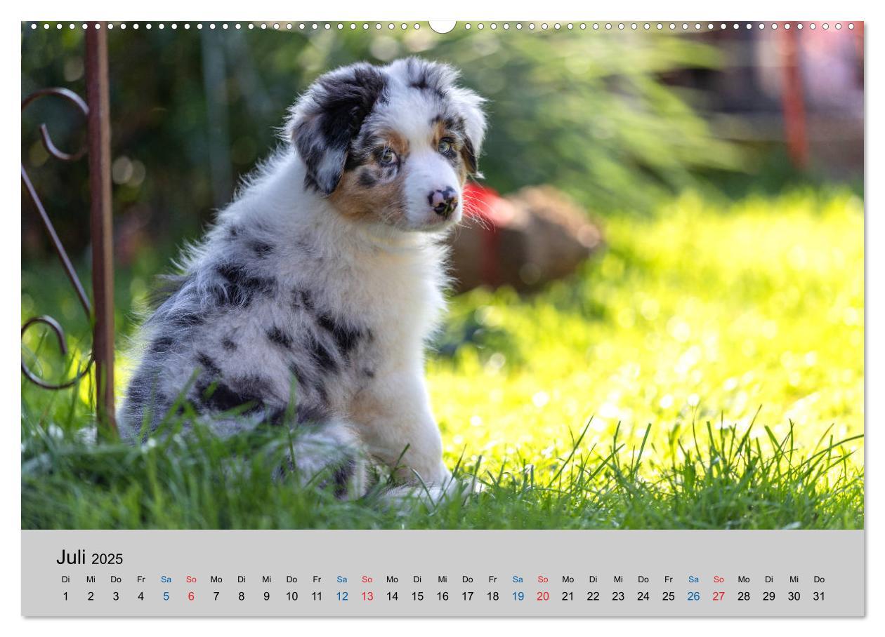 Bild: 9783435150748 | Australian Shepherd Welpen 2025 (Wandkalender 2025 DIN A2 quer),...