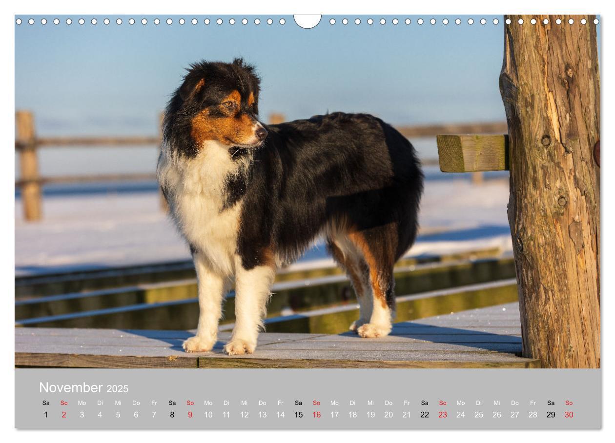 Bild: 9783435672875 | Australian Shepherd 2025 (Wandkalender 2025 DIN A3 quer), CALVENDO...