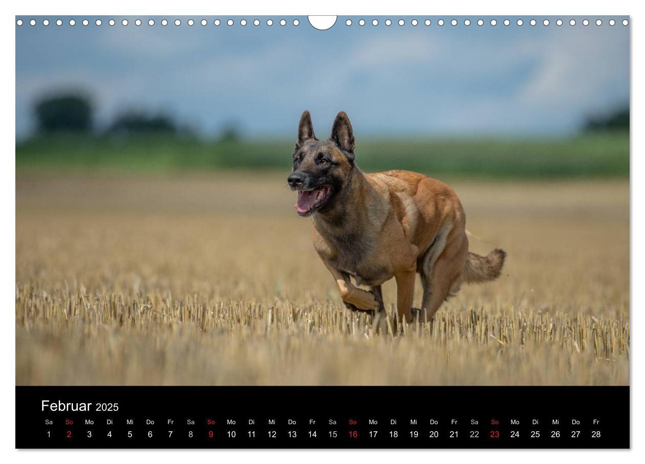 Bild: 9783435631445 | Belgischer Schäferhund - Der Malinois in Action (Wandkalender 2025...