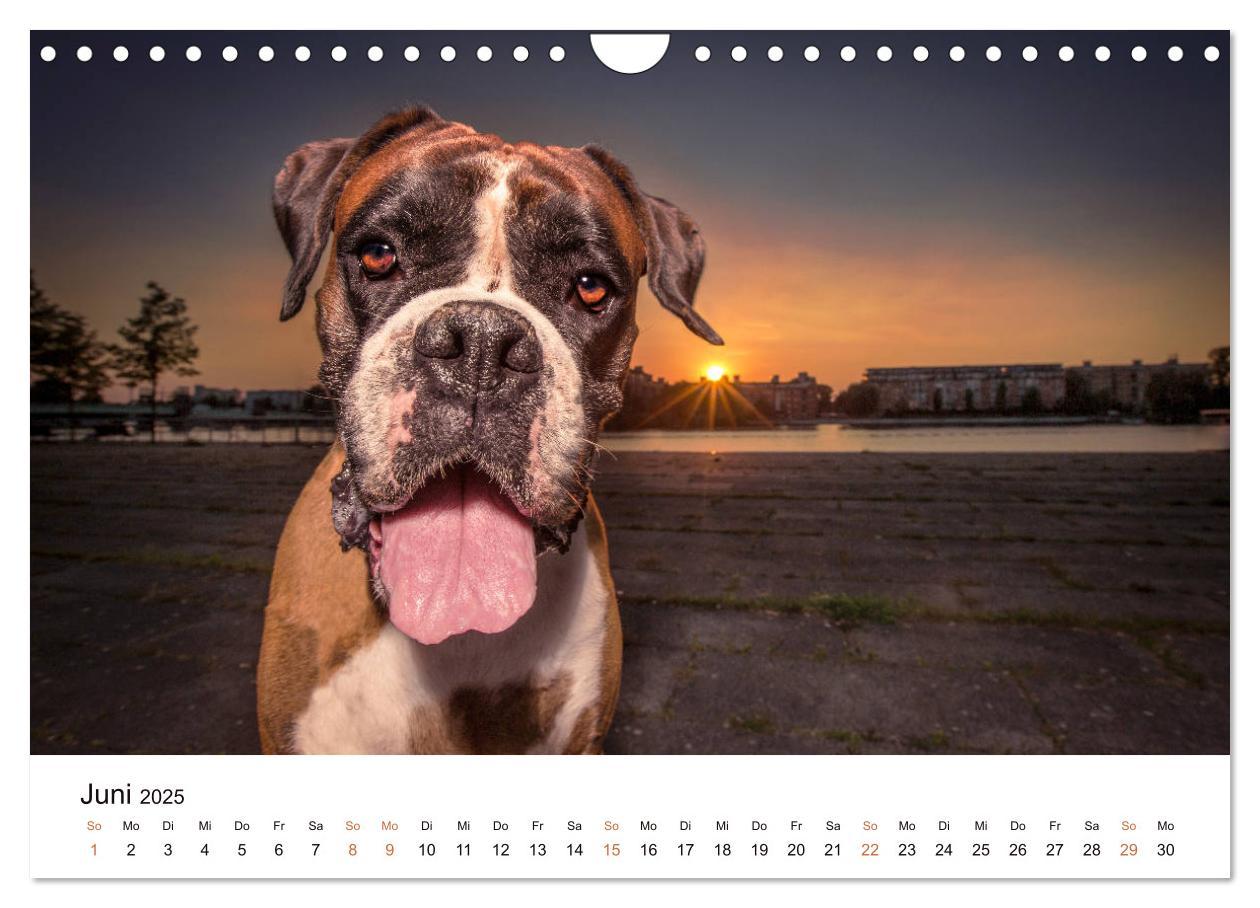 Bild: 9783435160907 | Deutscher Boxer (Wandkalender 2025 DIN A4 quer), CALVENDO...