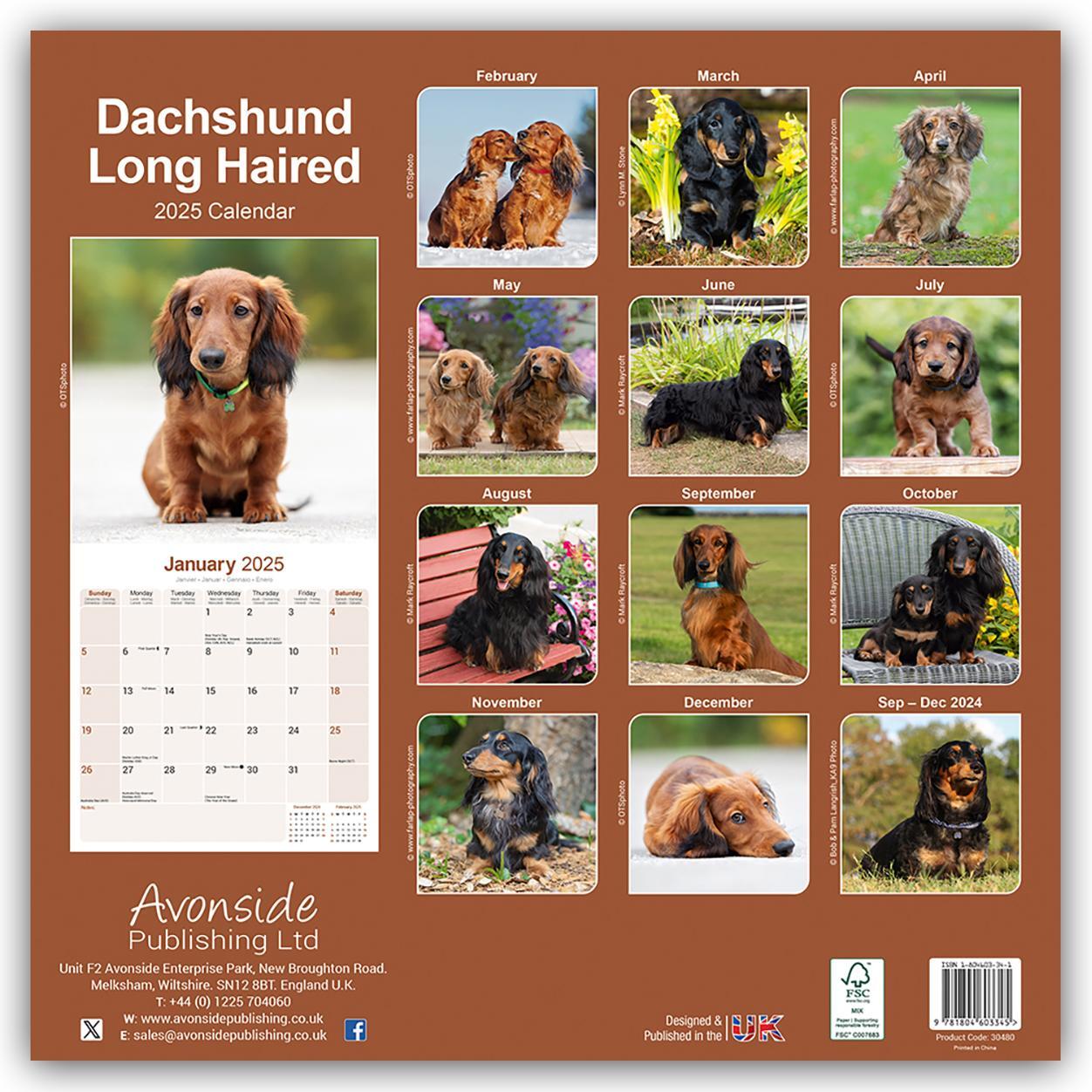 Rückseite: 9781804603345 | Longhaired Dachshund - Langhaardackel 2025 - 16-Monatskalender | Ltd