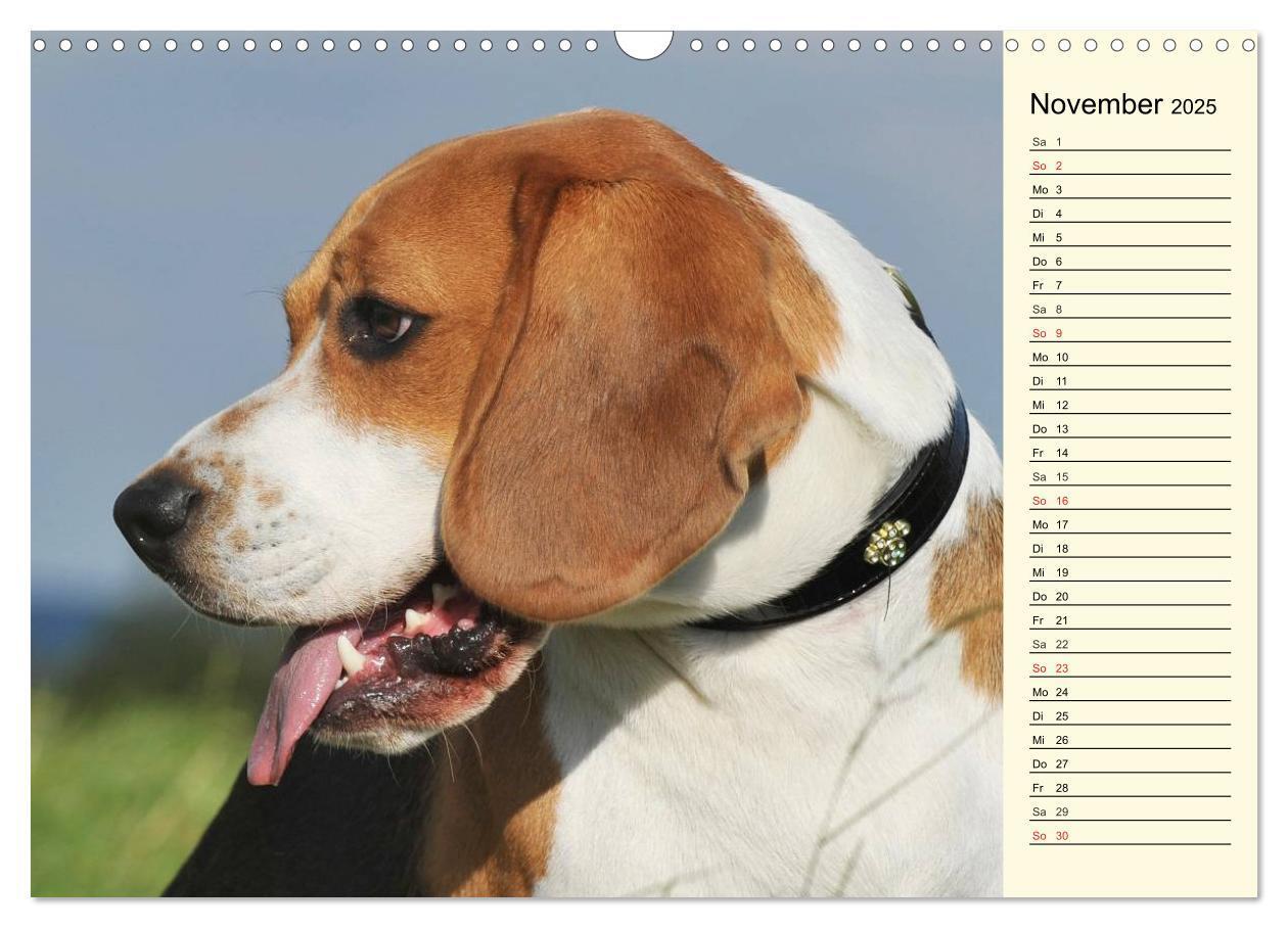 Bild: 9783435541287 | Beagle - Herz auf 4 Pfoten (Wandkalender 2025 DIN A3 quer),...