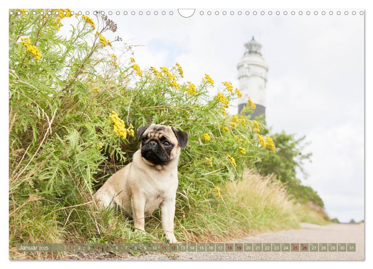 Bild: 9783435201761 | Sylt - Insel der Möpse (Wandkalender 2025 DIN A3 quer), CALVENDO...