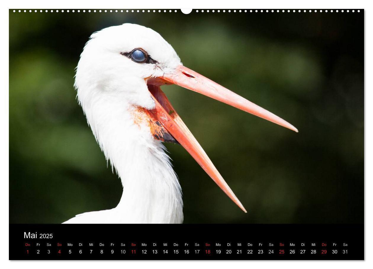 Bild: 9783435797097 | Tierkalender 2025 (Wandkalender 2025 DIN A2 quer), CALVENDO...