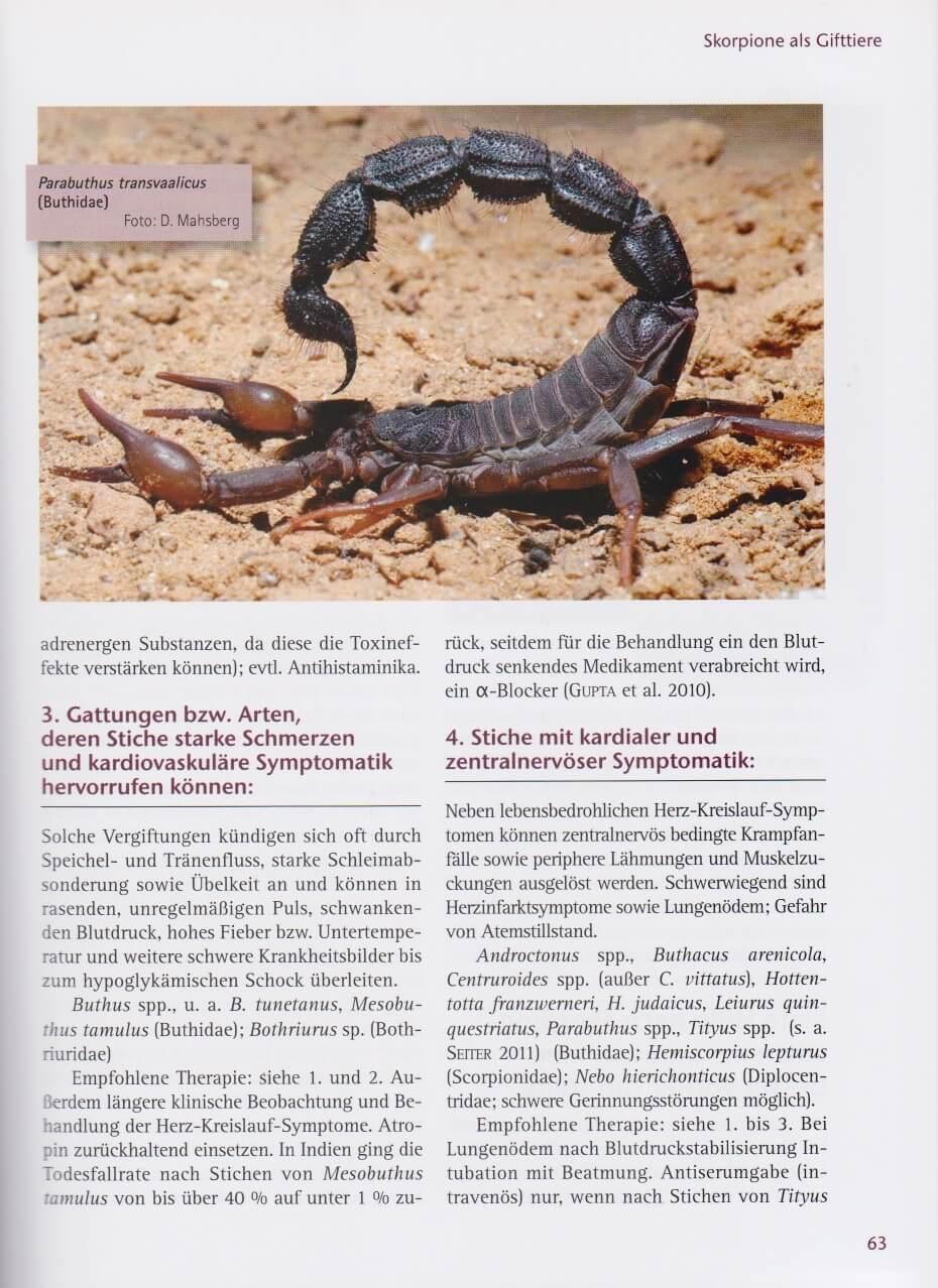 Bild: 9783866591653 | Skorpione | Lebensraum, Haltung, Zucht | Dieter Mahsberg (u. a.)