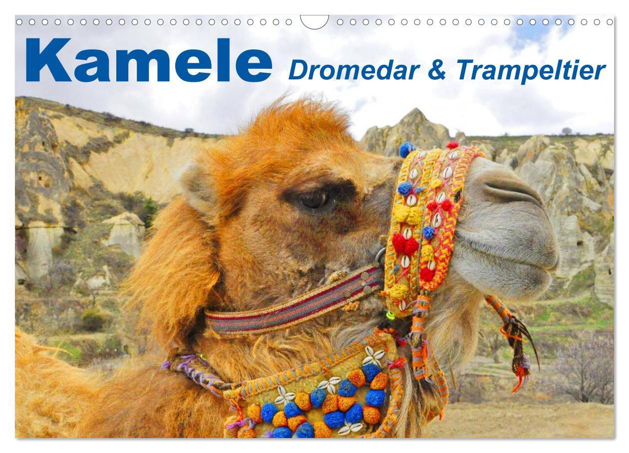 Cover: 9783435739486 | Kamele ¿ Dromedar &amp; Trampeltier (Wandkalender 2025 DIN A3 quer),...