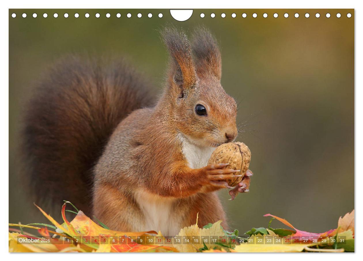 Bild: 9783435280285 | Eichhörnchen in zauberhaften Posen (Wandkalender 2025 DIN A4 quer),...