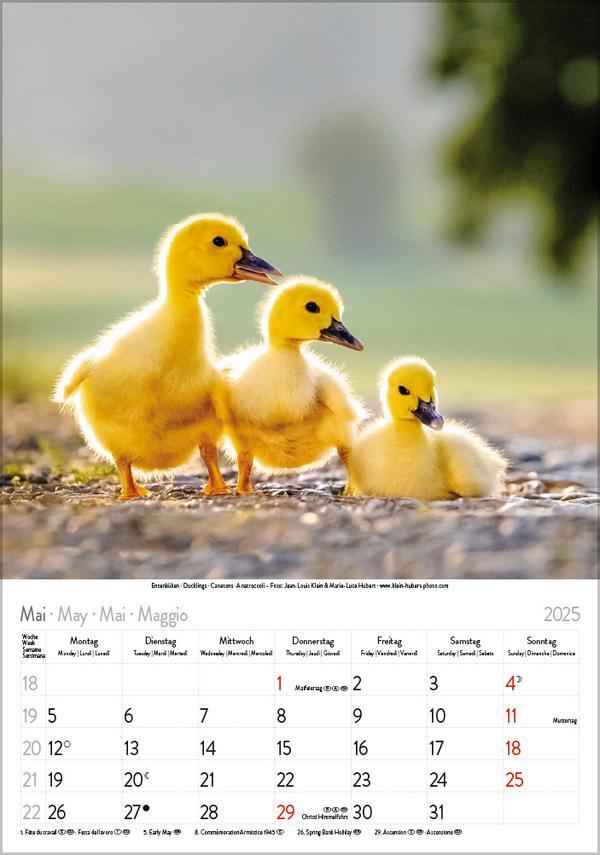 Bild: 9783731876212 | Tierkinder 2025 | Verlag Korsch | Kalender | Spiralbindung | 13 S.