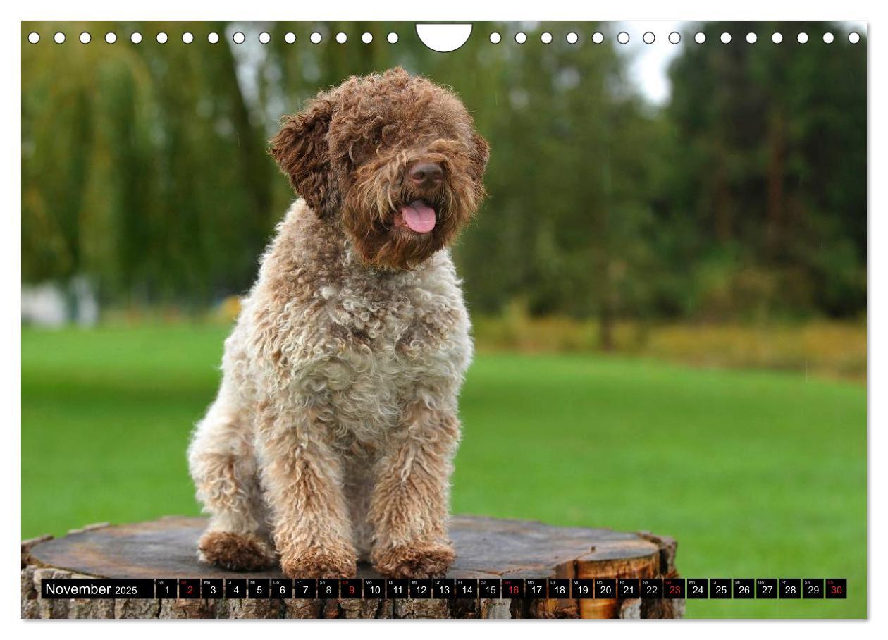 Bild: 9783435570898 | Lagotto Romagnolo - Italienischer Trüffelhund (Wandkalender 2025...