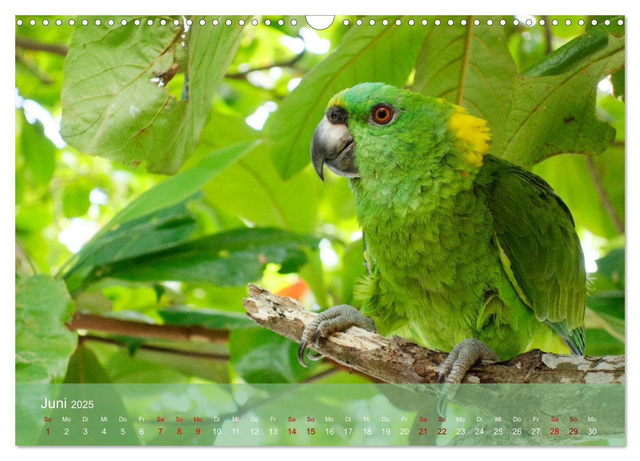 Bild: 9783383841668 | Entdecke Nicaragua (Wandkalender 2025 DIN A3 quer), CALVENDO...