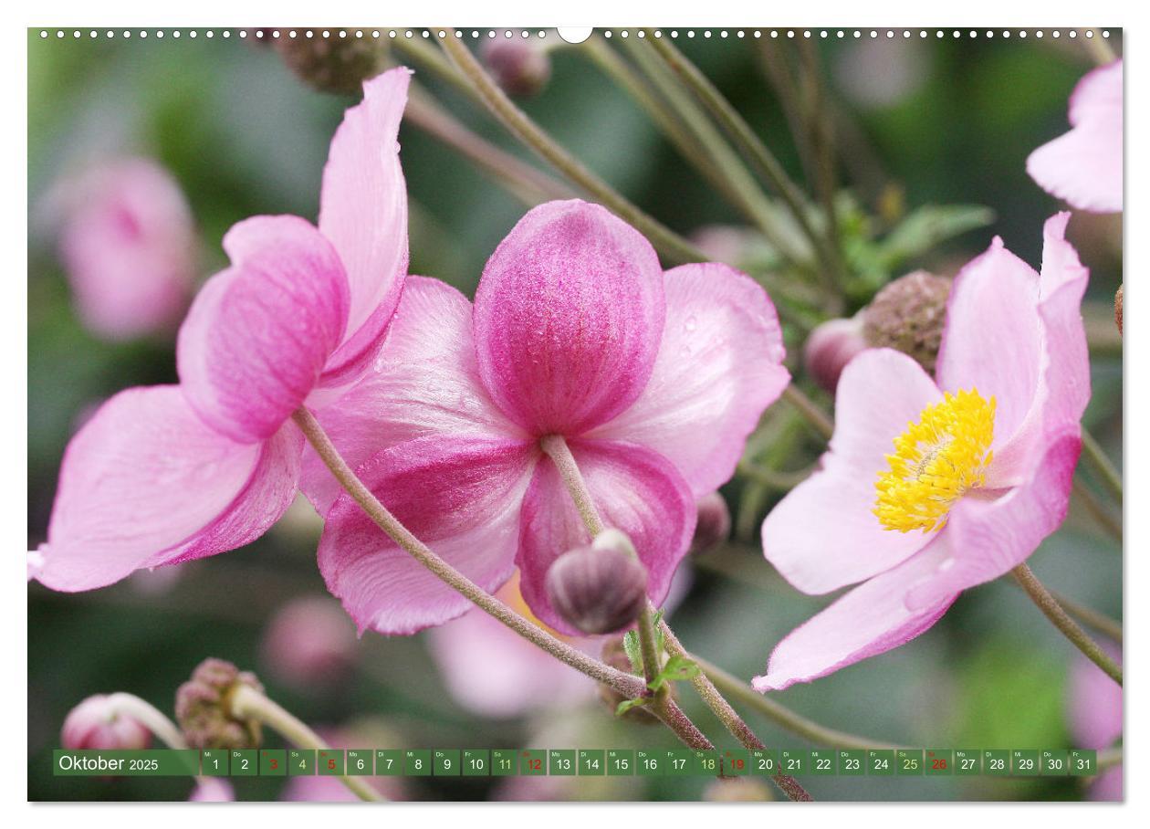 Bild: 9783383823800 | Im Reich der Blüten (Wandkalender 2025 DIN A2 quer), CALVENDO...