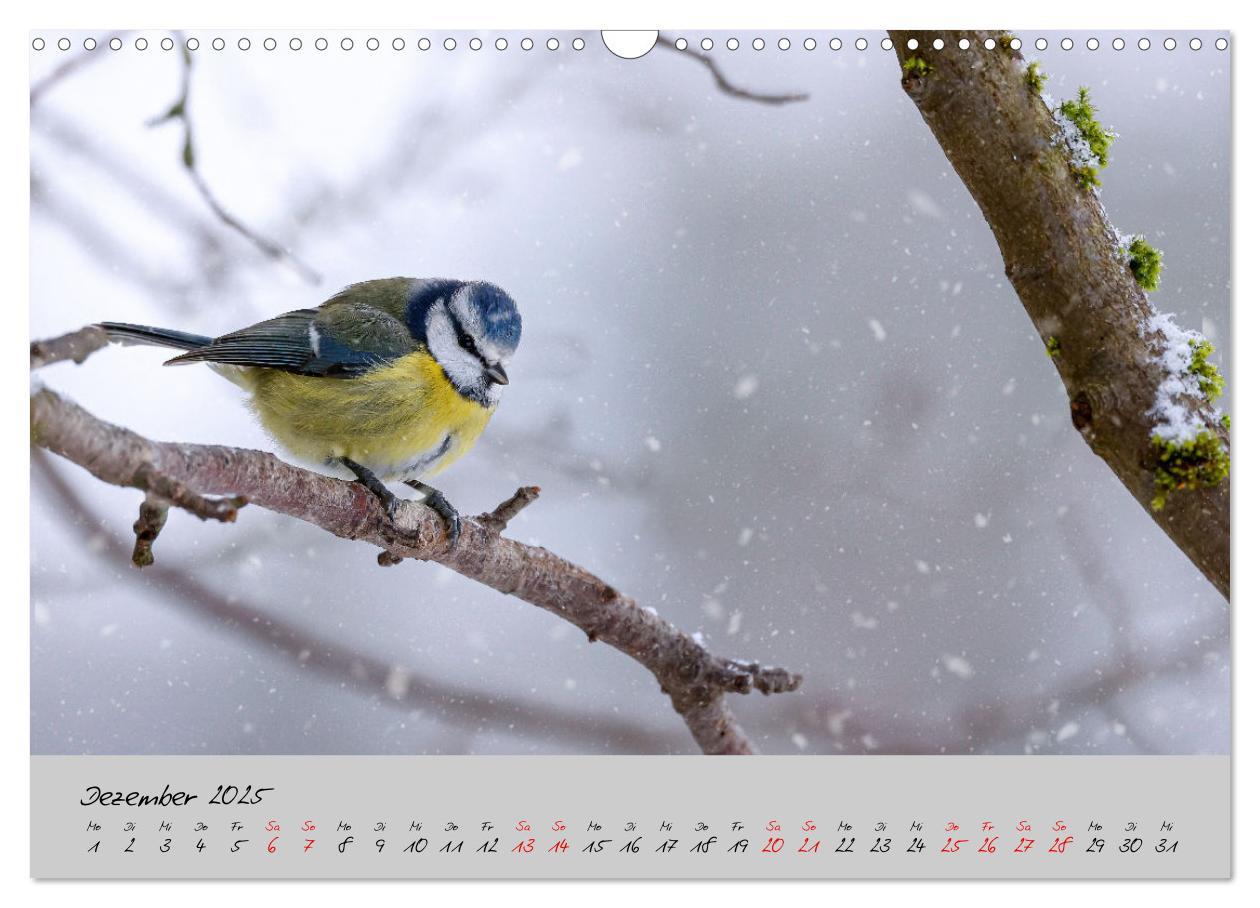 Bild: 9783435066049 | Bunte Vögel am Futterplatz (Wandkalender 2025 DIN A3 quer),...