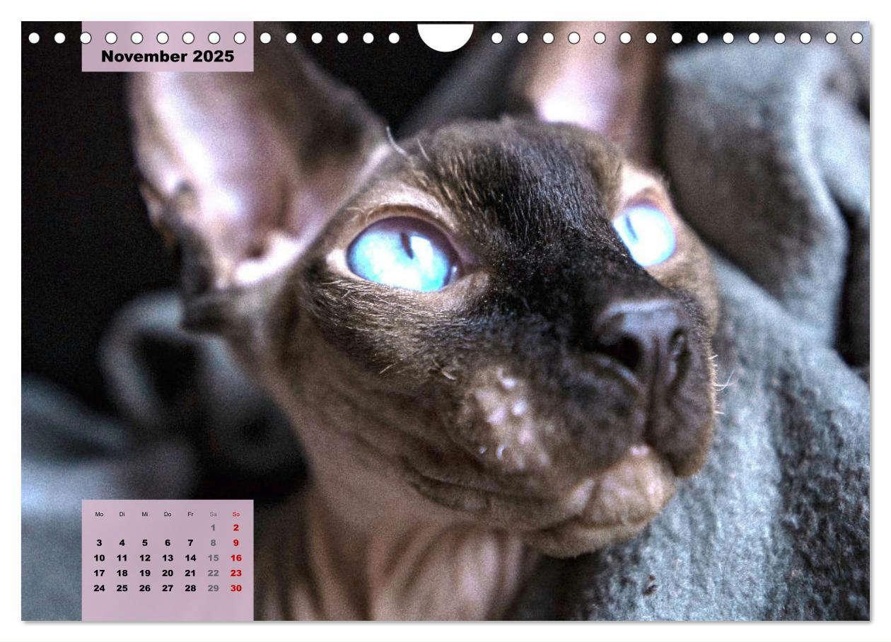 Bild: 9783435050277 | Sphinx. Grazile und anmutige Nacktkatzen (Wandkalender 2025 DIN A4...