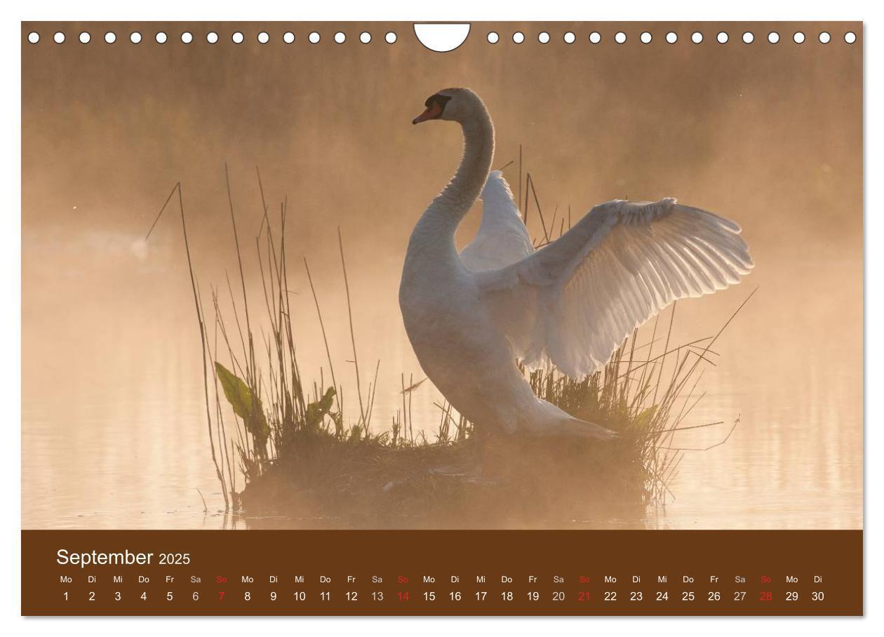 Bild: 9783435517169 | Der Federsee - Vogelparadies in Oberschwaben (Wandkalender 2025 DIN...