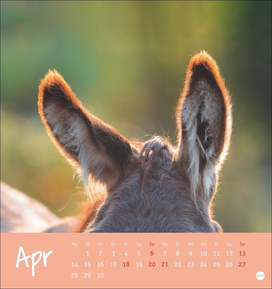 Bild: 9783756407149 | Esel Postkartenkalender 2025 - Von wegen sturer Esel | Kalender | 2025